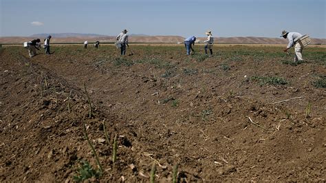 4 Labor Intensive Crops Farmers Wish They Had Robots To Harvest The