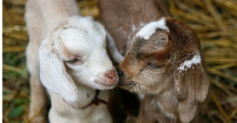 What’s a Baby Goat Called + 4 More Amazing Facts! - A-Z Animals