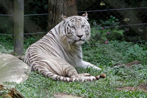 Zoológico De São Paulo Ingressos Preço Telefone Hpg