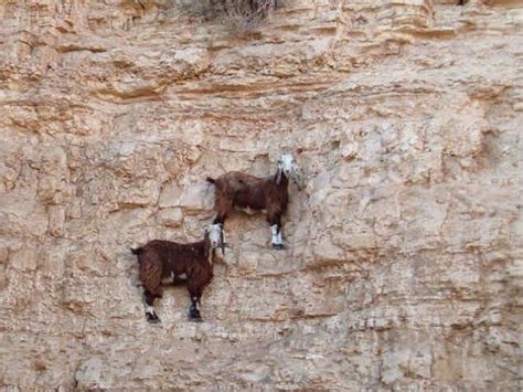 Espere Um Pouco Este Um Bode Fotos Que Provam Que Bodes E Cabras