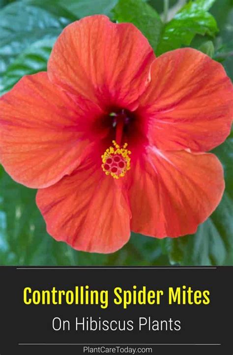 Spider Mites On Hibiscus