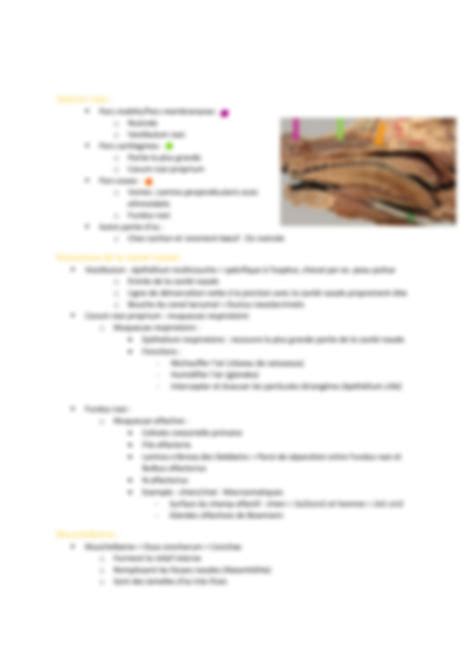 Solution Anatomie V T Rinaire Appareil Respiratoire Studypool