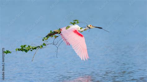 Roseate Spoonbill Platalea Ajaja Flying With A Large Branch For Its