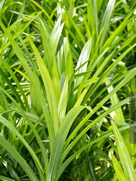 Edible Pandan Leaf Plant Pandanus Amaryllifolius Kens Nursery