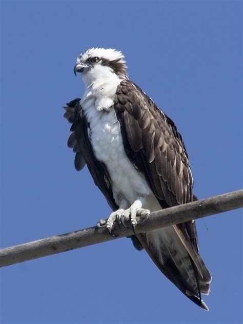 Osprey Or Sea Hawk Or Fish Eagle Or Fish Hawk Pandion Haliaetus