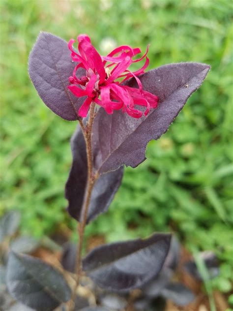 Oderings Garden Centres Shrub Loropetalum Razzle Dazzle