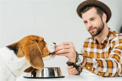 Grain-Free Dog Food Benefits - Check this out