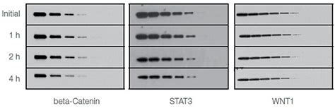 ECL Western Blot Substrates Thermo Fisher Scientific IN