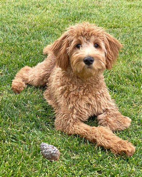 20 Goldendoodle Colors And Markings With Pictures