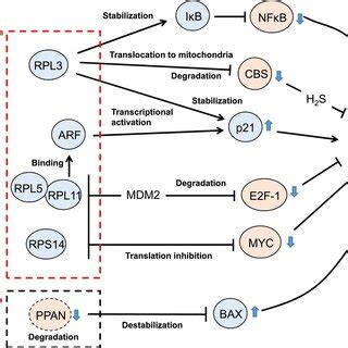 P Dependent Nucleolar Stress Response Pathways Nucleolar Stress