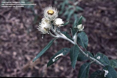 Plantfiles Pictures Coronidium Species White Everlasting Daisy White