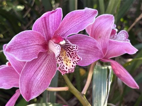 Cymbidium Pink Dream Izzy Southern Suburbs Orchid Society Inc