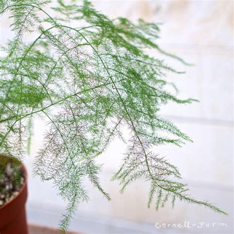 Asparagus Setaceus 4in Plumosa Fern Cornell Farm