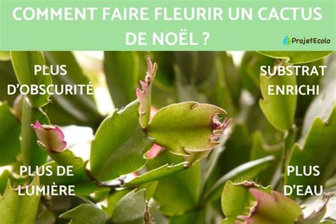 Comment Faire Fleurir Un Cactus De No L Guide Complet