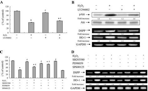 Effects Of The Pi3k Inhibitor Ly294002 On H 2 O 2 Mediated Cytotoxicity