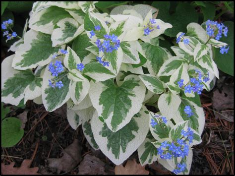 Variegated Brunnera Hinsdale Nurseries