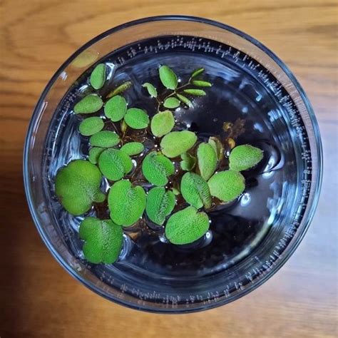 Plants That Look Like Lily Pads Balcony Garden Web