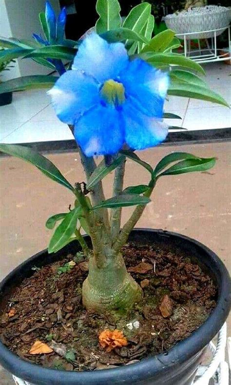 Rosa Do Deserto Azul Significado Dobrada Muda E Cuidados