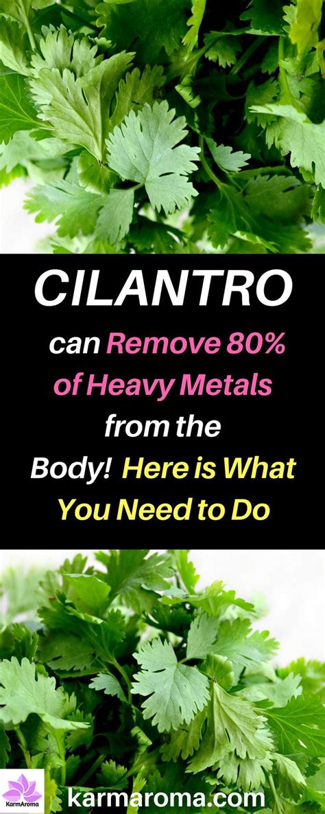 Cilantro Can Remove Of Heavy Metals From The Body Within Days