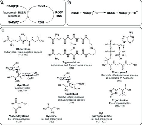 A The Rshrssr Reductasenadph Redox Pathway For The Reduction Of