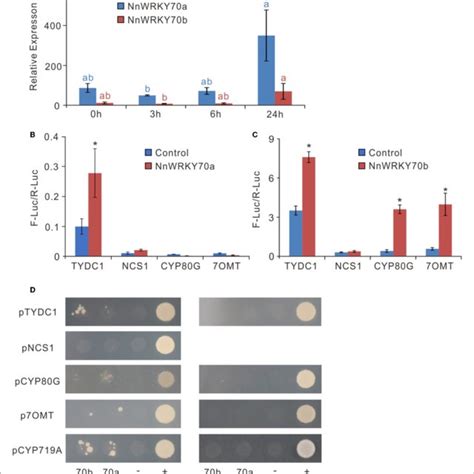 Putative Benzylisoquinoline Alkaloid Biosynthesis BIA Pathway In