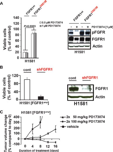 Fgfr Amplified Cells Are Dependent On Fgfr In Vitro And In Vivo A