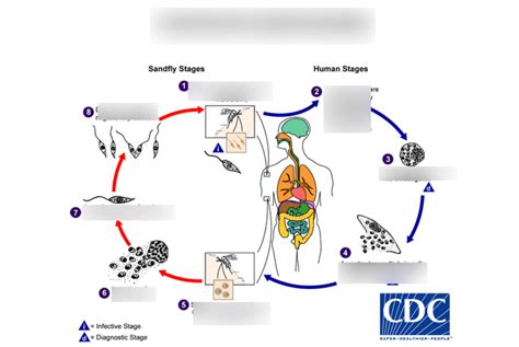 Leishmania Diagram | Quizlet