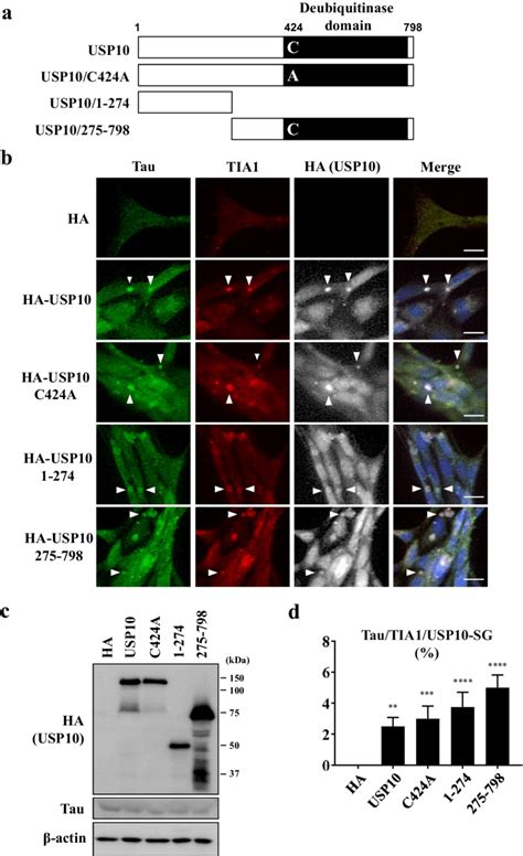 The Deubiquitinase Activity Of USP10 Is Dispensable For Tau SG