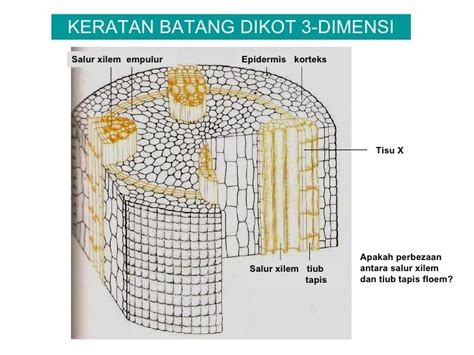 Cdf5 Pengangkutan