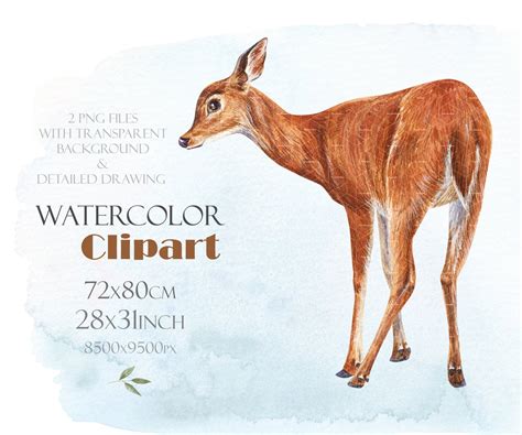 Watercolor Doe Clipart. Deer Female PNG. Young Deer Hand Drawn - Etsy