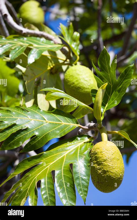 Greneda Food Hi Res Stock Photography And Images Alamy