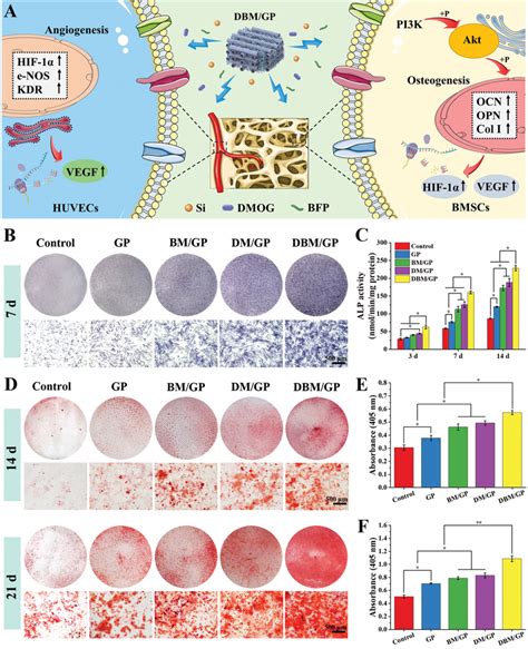 In Vitro Angiogenesis And Osteogenesis Abilities Of Different