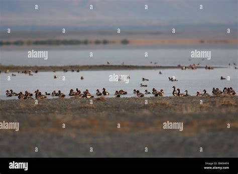 Red Crested Pochard Netta Rufina Flock At Edge Of Lake Habitat Lake