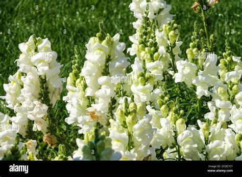 Snapdragon Antirrhinum Majus Ribaro White Stock Photo Alamy