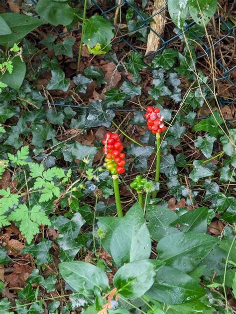 Cuckoo Pint Bob Harvey Geograph Britain And Ireland