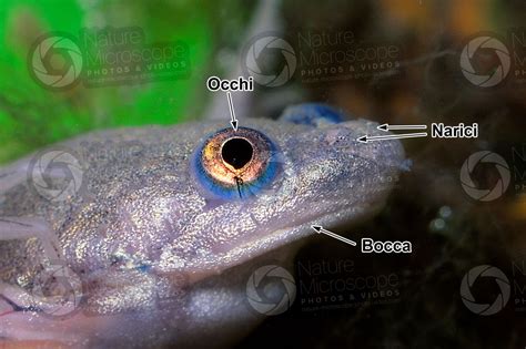 Xenopus Laevis Xenopo Liscio Testa Rana Adulta Sviluppo Di Xenopus