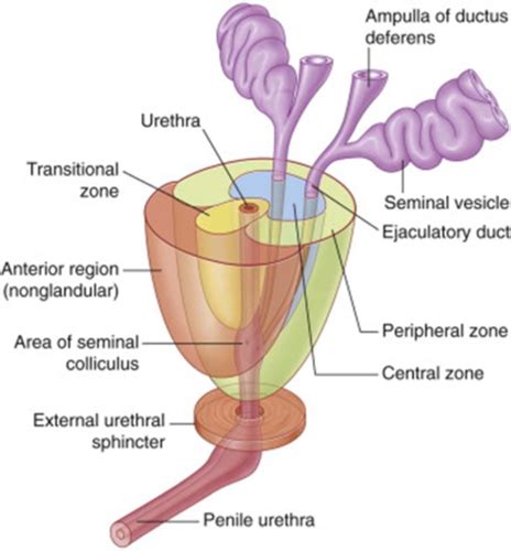 S Miologie Du Bas De L Appareil Urinaire Cartes Quizlet