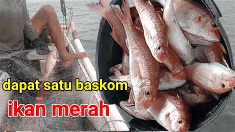 Jaring Ikan Dspot Ikan Merah Dapat Satu Baskom Penuh Youtube