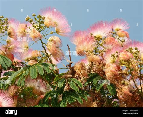 Subfamily mimosoideae hi-res stock photography and images - Alamy