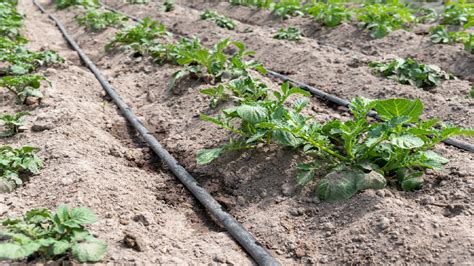 Drip Irrigation Vs Traditional Watering Methods A Comparative Study