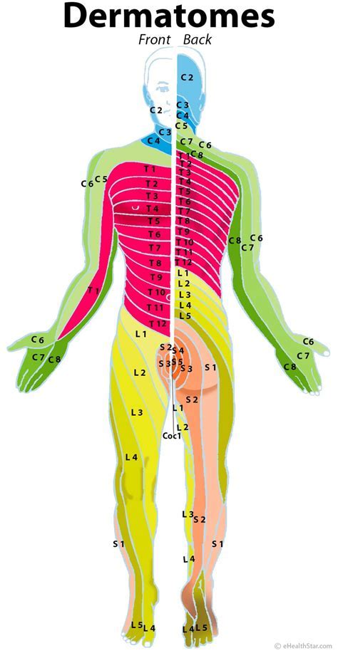 What Does Each Cervical Nerve Control | Dermatome Map