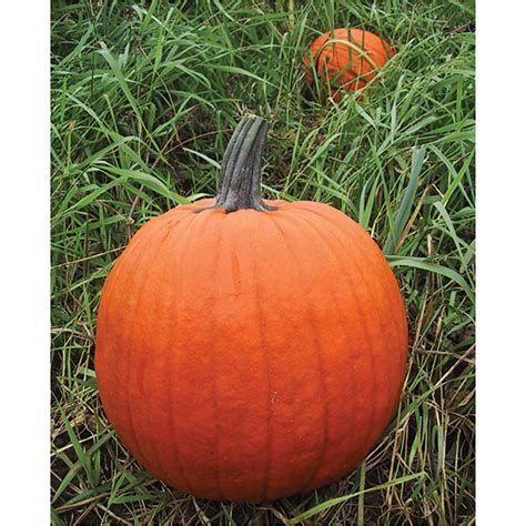 Howden Pumpkin Op Dpseeds