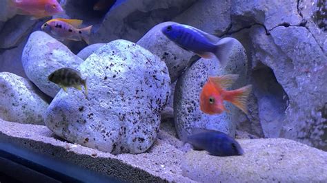 Setting Up A Lake Malawi Cichlid Tank Youtube