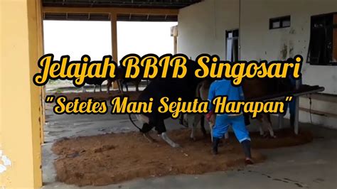 Wow Jelajah BBIB Singosari Tempat Sapi Kawin Suntik Inseminasi YouTube