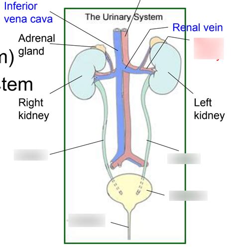 Urogenital System Diagram Quizlet