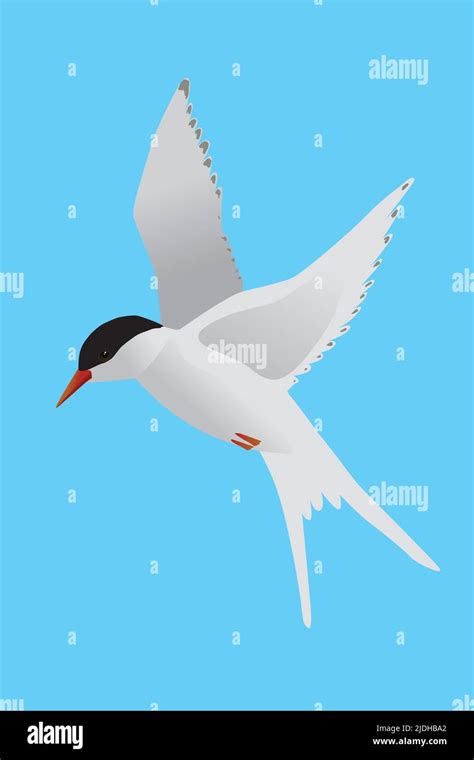 Flying Arctic Tern Stock Vector Images Alamy