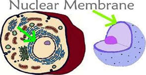 Nuclear Membrane - Assignment Point