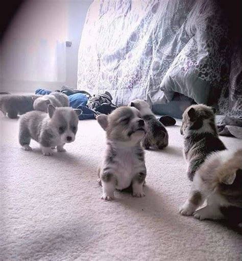 3~week Old Corgis Aww