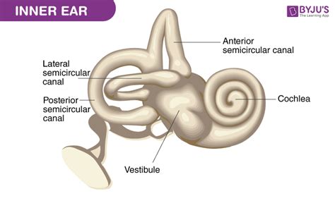 Structure of Ear: Anatomy and Physiology