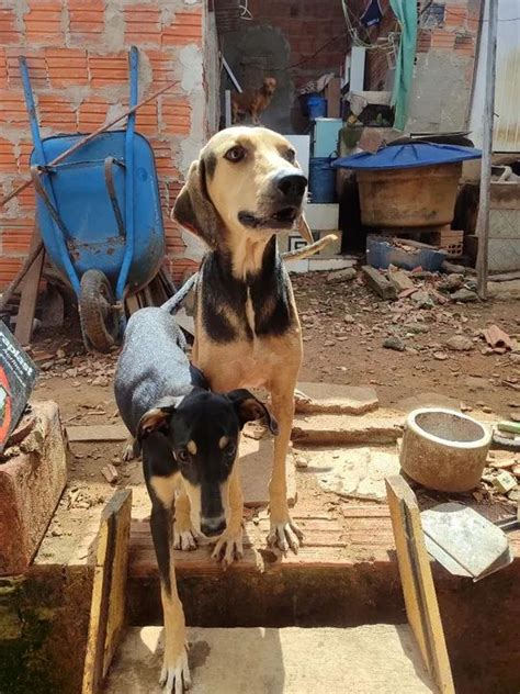 Melhor Cachorro De Caça Do Brasil - Cachorros de caça - Cachorros - Conjunto Habitar Brasil, Rio Branco ...